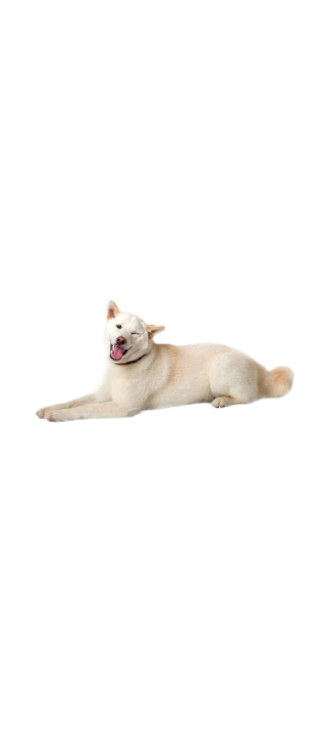 Dog cooling mat